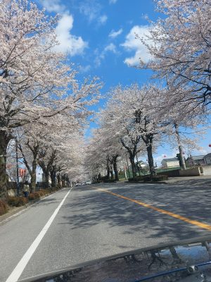 鹿沼の桜並木