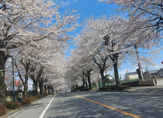 鹿沼の桜並木